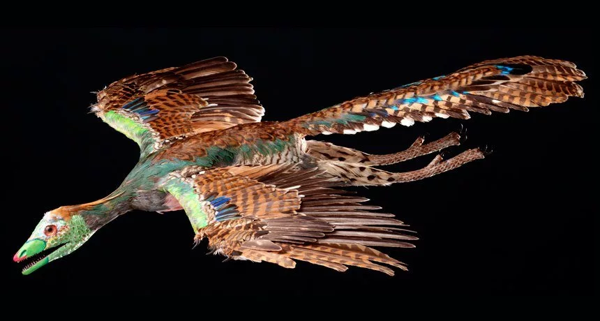 دانشمندان الگوی باستانی پنهان در پرهای پرندگان را کشف کردند