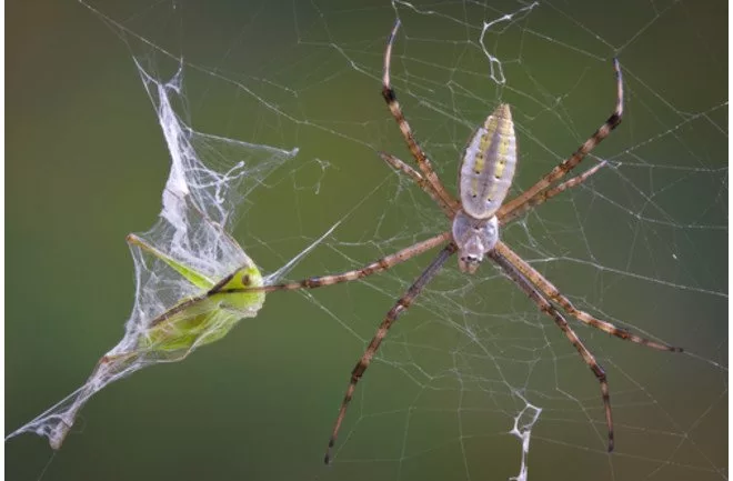 ۱۰ حقیقت حیرت‌انگیز درمورد عنکبوت‌ها که باید بدانید به رنگ صبح.webp