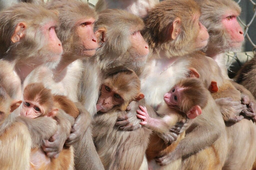 آسیب مغزی میمون های رزوس