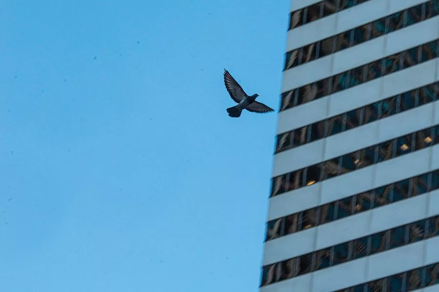 سالانه بیشتر از یک میلیارد پرنده در ایالات متحده قربانی برخورد با پنجرهها میشوند_به رنگ صبح 8 1723139020 149 سالانه بیشتر از یک میلیارد پرنده در ایالات متحده قربانی.webp