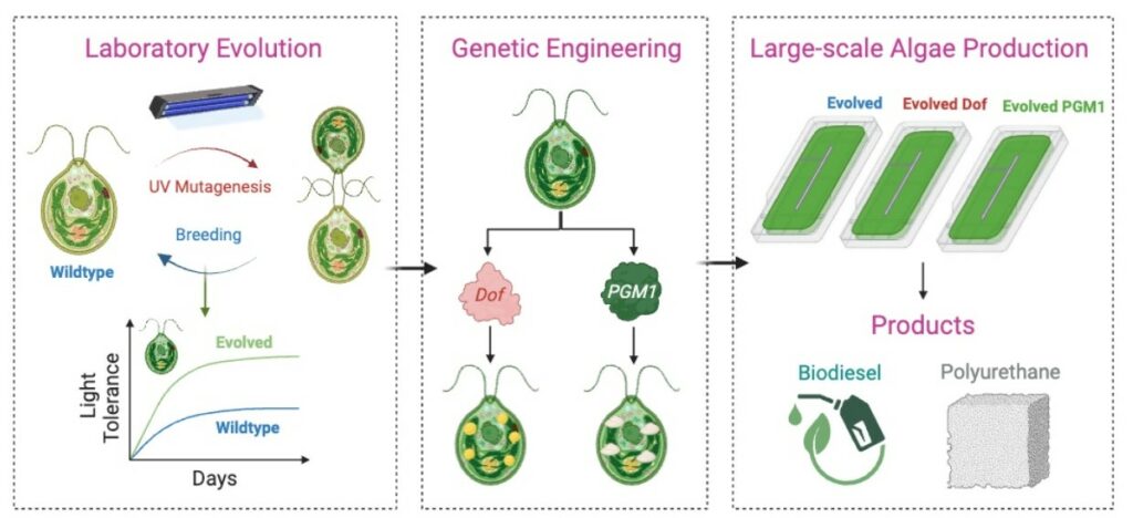 این جلبک می‌تواند دی‌اکسید‌کربن را به پلاستیک تجزیه‌پذیر تبدیل کند