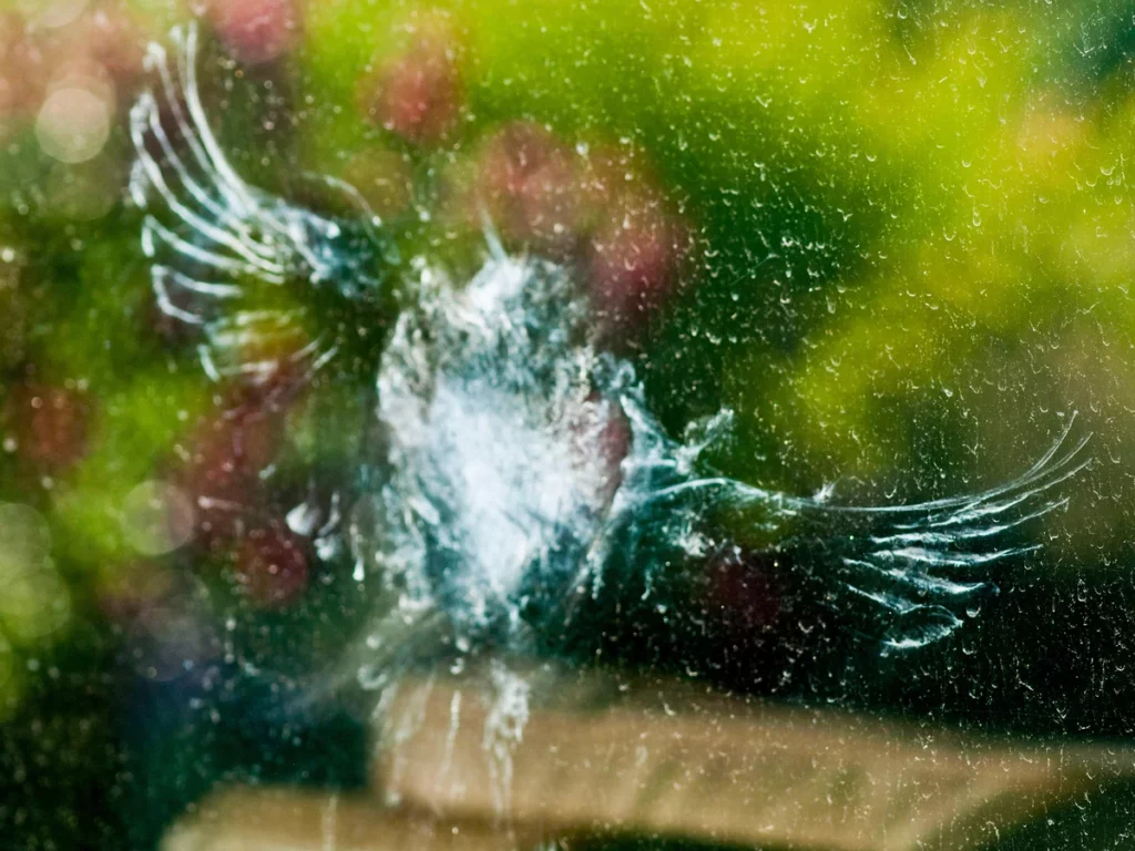 سالانه بیشتر از یک میلیارد پرنده در ایالات متحده قربانی برخورد با پنجرهها میشوند_به رنگ صبح 7 مرگ و میر