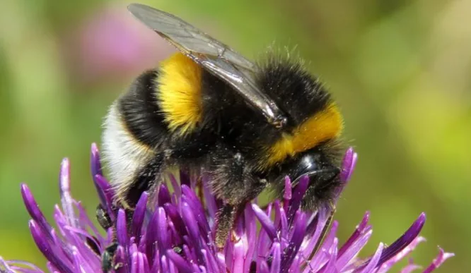 زنبورهای عسل قسمت بسیاری از حس بویایی خود را در تاثییر گرما از دست میدهند_به رنگ صبح 9 گرما توانایی زنبورهای عسل در تشخیص عطر گلها را تا 80 درصد کاهش دهد.