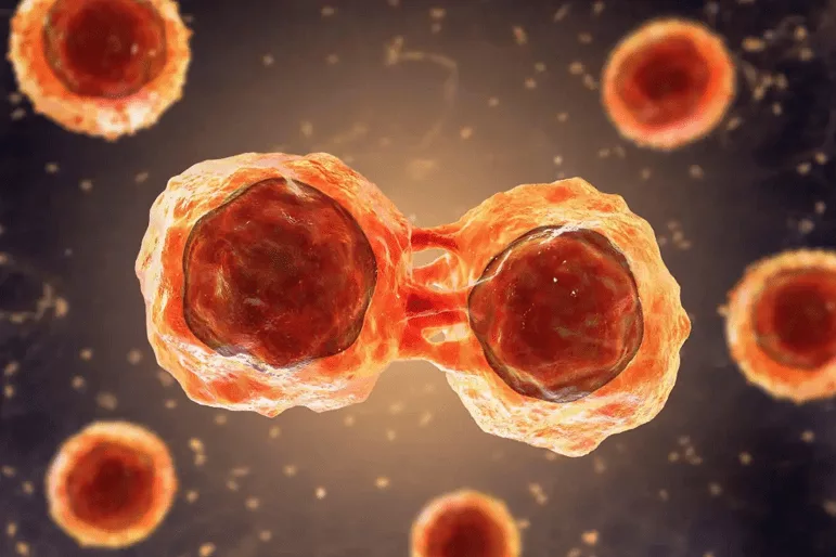 
سلول های بنیادی توسط مغز استخوان تولید می‌شوند و می‌توانند به انواع مختلف سلول‌های خونی تبدیل شوند.