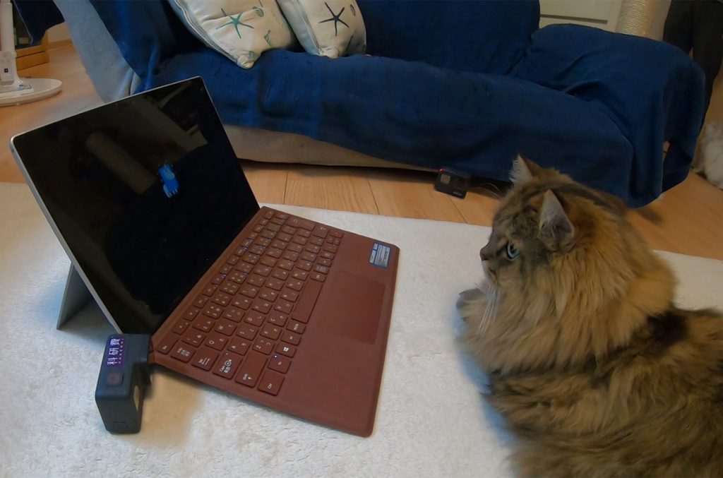 گربه‌ها در بازی تداعی واژه‌ها