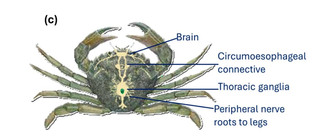 درد در خرچنگ‌ها