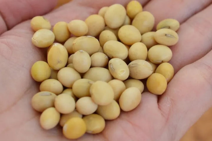 تمپه چیست؛ نحوه تهیه تمپه و نگهداری آن + چند دستور غذا_به رنگ صبح 2 لوبیای سویا ماده اصلی تمپه