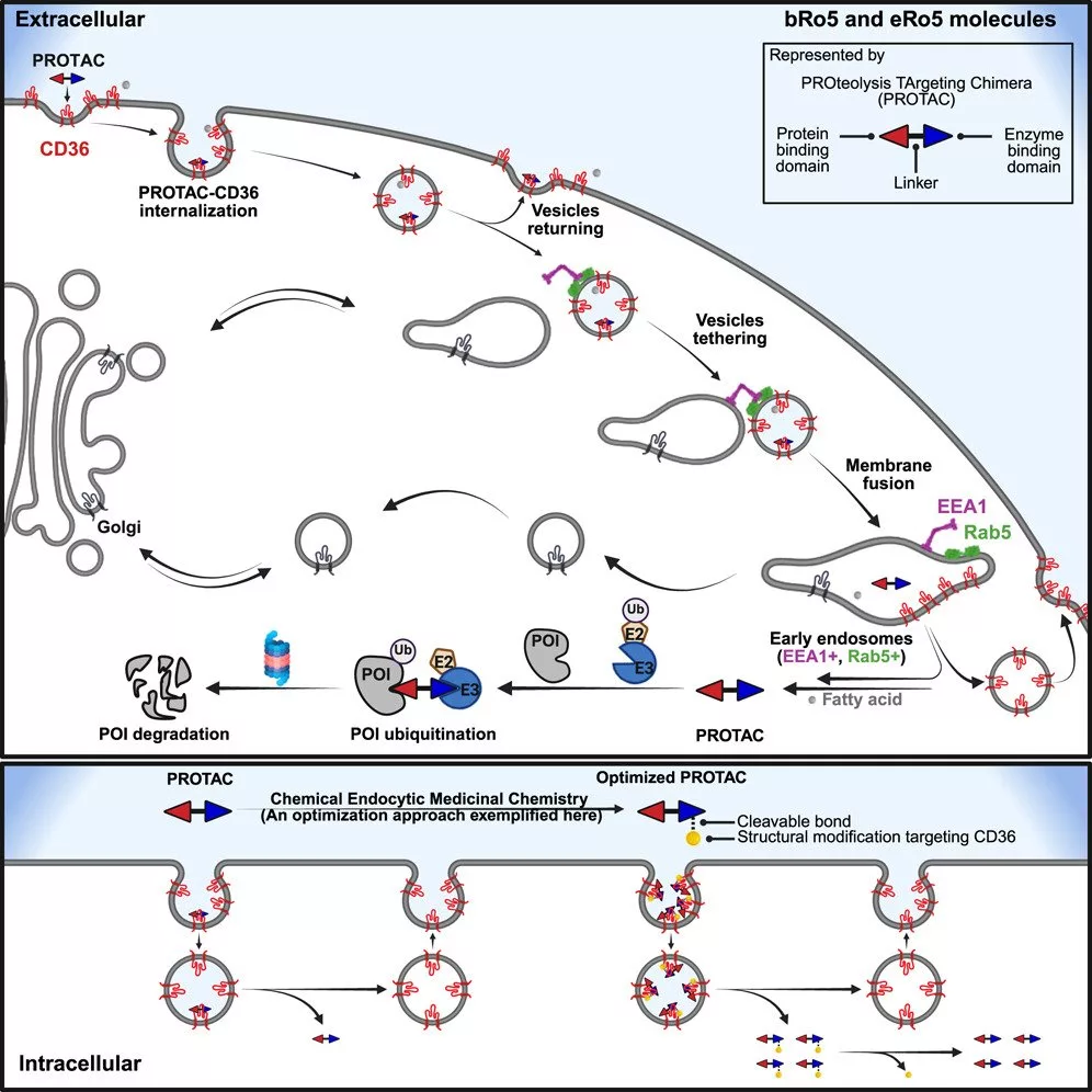 دانشمندان راهی تازه برای افزایش اثرگذاری داروهای سرطانی کشف کردند_به رنگ صبح 6 اثرگذاری بیشتر داروهای سرطانی با پروتئین CD36