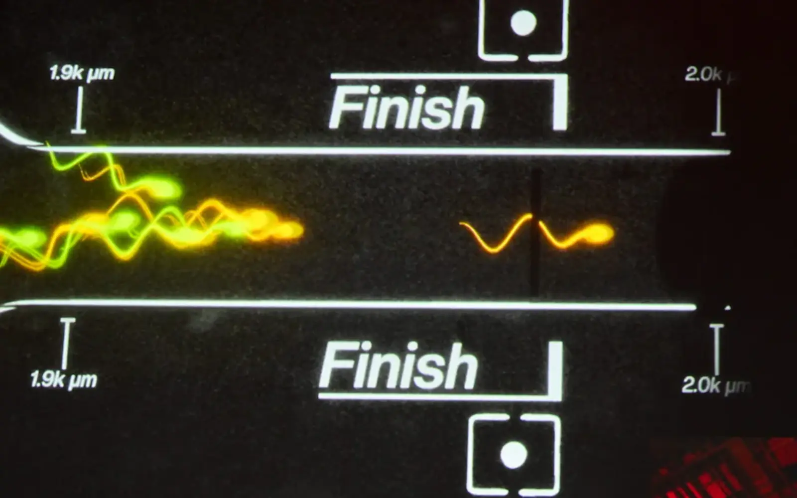 اولین مسابقه زنده اسپرم‌ها در جهان در لس‌آنجلس برگزار شد! + ویدیو