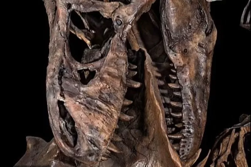 فسیل تی‌رکس