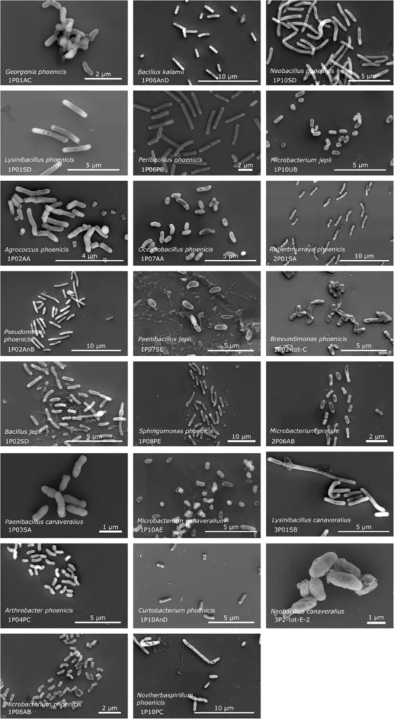 تصویر میکروب‌های تازه کشف شده در اتاق تمیز ناسا زیر میکروسکوپ الکترونی
