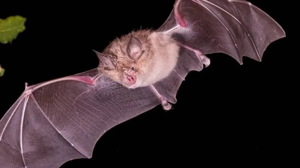 کشف ویروس های تازه و قابل انتقال به انسان در خفاش های چین_به رنگ صبح 4 کشف ویروس های جدید و قابل انتقال به انسان در خفاش های چین