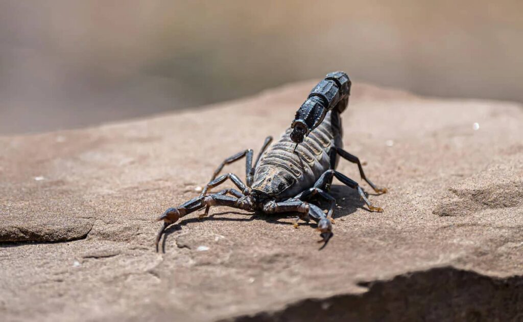 کشف مولکولی در زهر عقرب آمازونی با قابلیت نابودسازی سرطان پستان_به رنگ صبح 2 کشف مولکولی در زهر عقرب آمازونی با قابلیت نابودسازی سرطان پستان