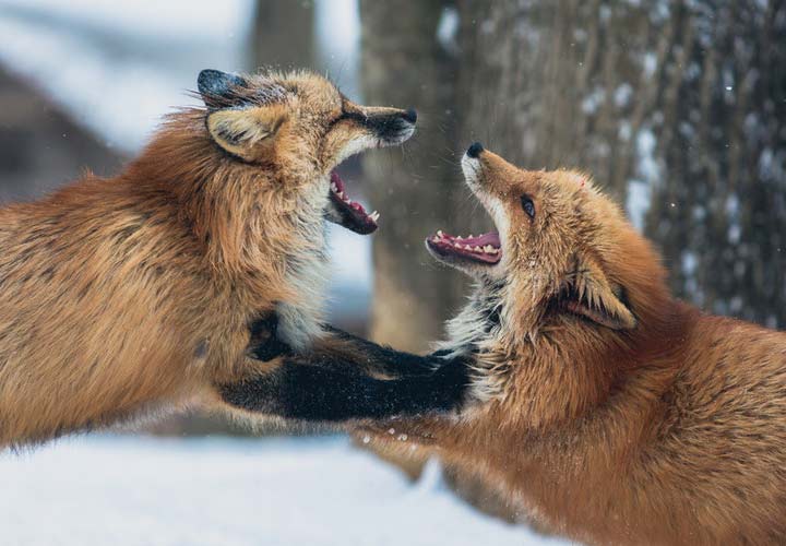 چطور با افراد بی شخصیت حرکت کنیم؟ ۱۰ راهکار روانشناسانه_به رنگ صبح 1 چگونه با افراد بی ادب برخورد کنیم؟ - قضیه را درام نکنید